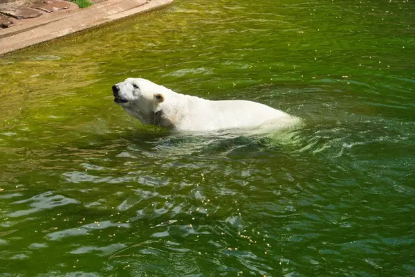 Schöne Aufnahme Eines Eisbären Wasser — Stockfoto