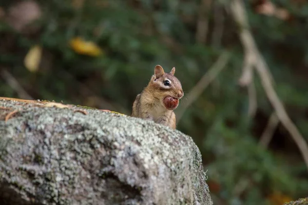 Closeup Tiro Pequeno Esquilo Comendo Nozes Uma Rocha — Fotografia de Stock