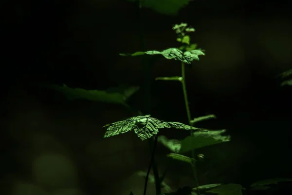 Ein Selektiver Fokus Aus Grünen Blättern Von Goldenseal Auf Dunklem — Stockfoto