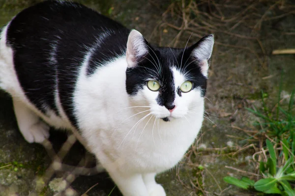 Eine Nahaufnahme Einer Schwarz Weißen Katze Die Die Kamera Blickt — Stockfoto