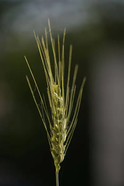 Een Verticaal Shot Van Een Enkele Gerstplant Groene Kleur — Stockfoto