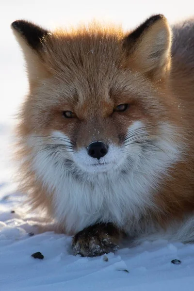Vertical Shot Red Fox Snowy Field — Stock Photo, Image