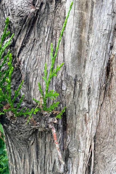 ヒノキの幹から新しい枝や新緑の葉が生えてくる — ストック写真