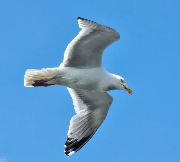 Fiskmås Mitt Flyget Sommardag — Stockfoto