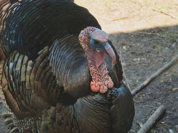 Closeup Shot Turkey Looking Side — Stock Photo, Image