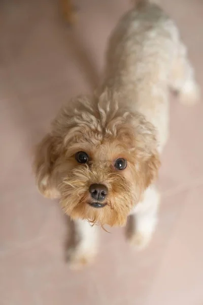 Tiro Ângulo Alto Cão Poodle Chão — Fotografia de Stock
