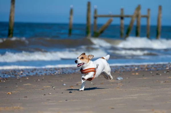 Shallow Focus Cute Jack Russell Terrier Puppy Collar Running Beach — Stock Photo, Image