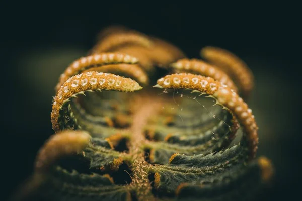 Macro Scatto Una Foglia Felce Con Sua Sporangia Fondo Scuro — Foto Stock