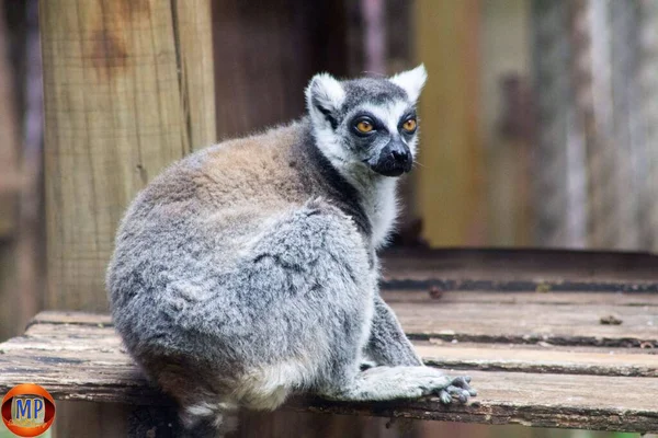 Eine Nahaufnahme Eines Klingelschwanzmaki Lemur Catta Auf Einer Holzbank — Stockfoto