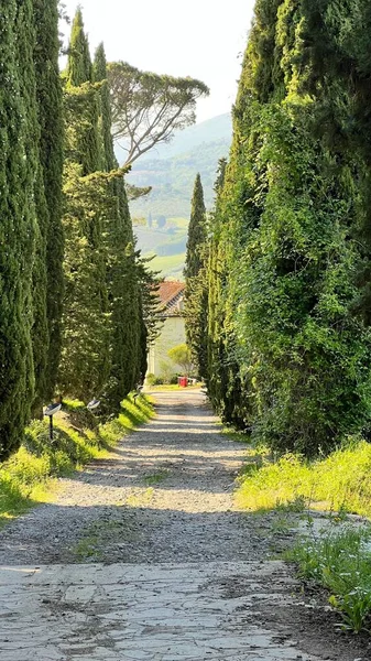 Vertical Shot Alley Thuja Trees — Stock Photo, Image