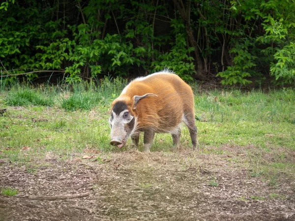 Красная Речная Свинья Поле — стоковое фото