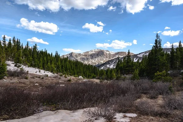 Beautiful Shot Pine Trees Forest Background Mountains — Stock Photo, Image