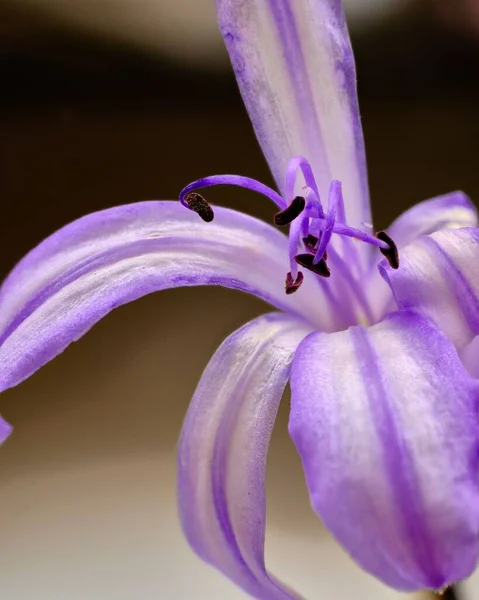 Closeup Shot Purple Lily — Stock Photo, Image