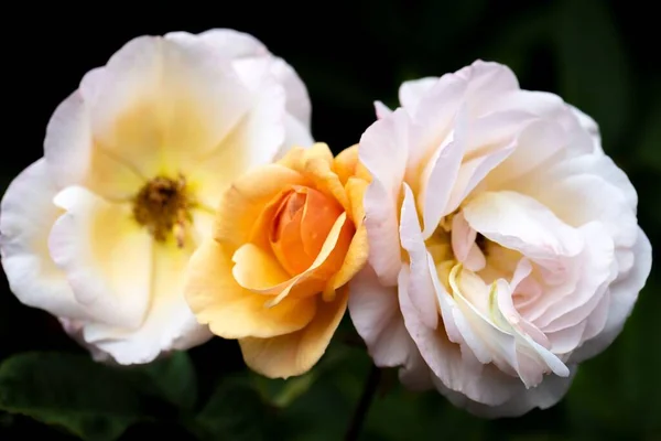 Τρία Λευκά Τριαντάφυλλα Στο Butchart Gardens Βικτώρια Καναδάς — Φωτογραφία Αρχείου
