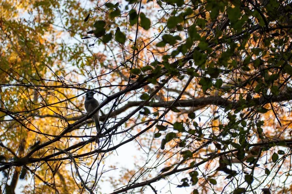 公園内の秋の日に木の枝に座っている一般的なブルブルの下の景色 — ストック写真
