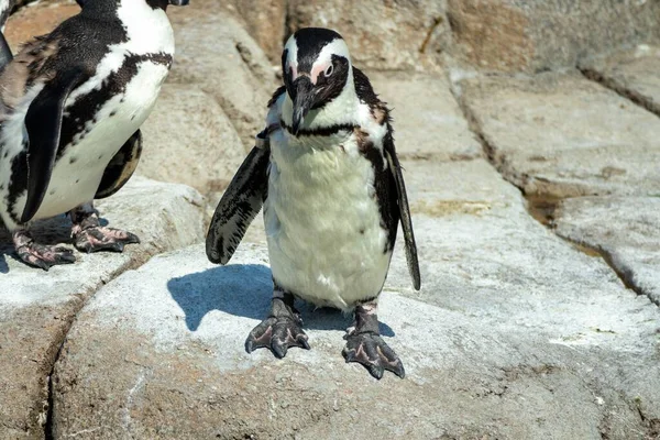 Two Adorable Penguins Standing Rock — Stock Photo, Image