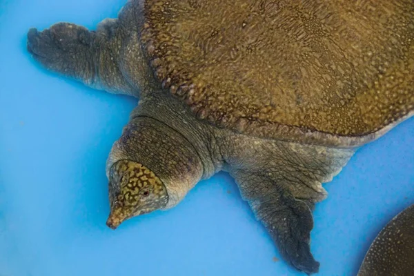 Rare Asiatic Softshell Turtle Black Rayed Softshell Turtle Amyda Cartilaginea — Stock Photo, Image