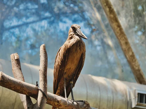 Tiro Foco Seletivo Pássaro Abutre Marrom Sentado Ramo Centro Conservação — Fotografia de Stock
