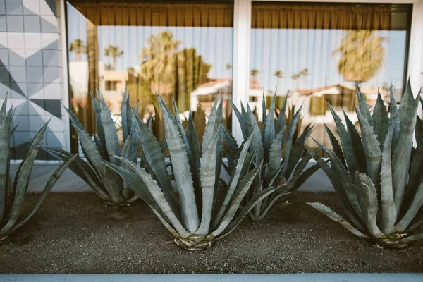 Bir Avluda Pencereye Karşı Güzel Bir Agave Bitkisi — Stok fotoğraf