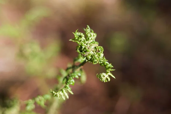 Detailní Záběr Zelené Rostliny Rozmazaném Pozadí — Stock fotografie