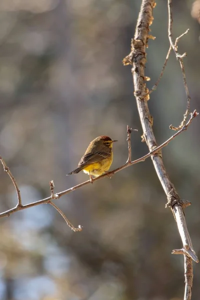 Palm Warbler Perched Tree — Stock Photo, Image