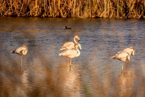 Eine Schar Schöner Flamingos Einem Teich Umgeben Von Trockenem Gras — Stockfoto