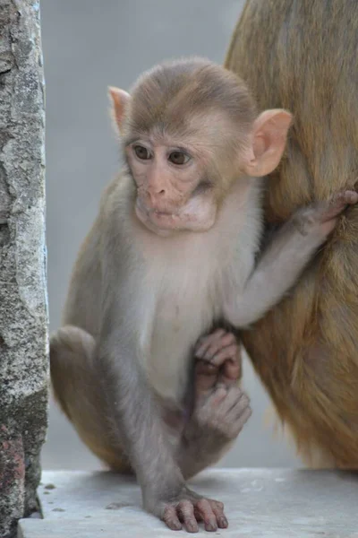 Sevimli Bir Anne Maymunun Bebekli Dikey Görüntüsü — Stok fotoğraf