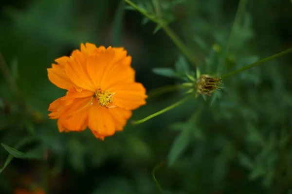 Egy Közeli Kép Egy Gyönyörű Narancssárga Cosmea Virág — Stock Fotó