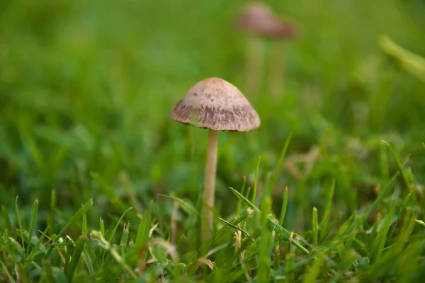 Tiro Close Cogumelo Coprinus Campo — Fotografia de Stock