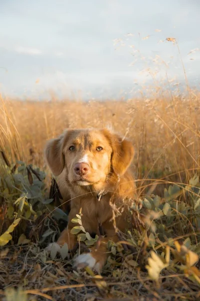 野原で可愛い回収犬 — ストック写真