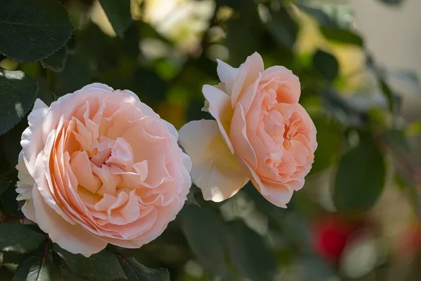 Абрикосовые Розы Полном Расцвете Солнце Размытом Фоне — стоковое фото