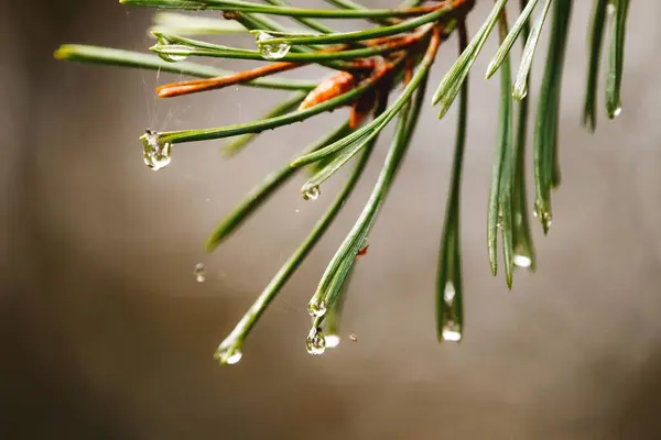 물방울 소나무 가지의 선택적 — 스톡 사진