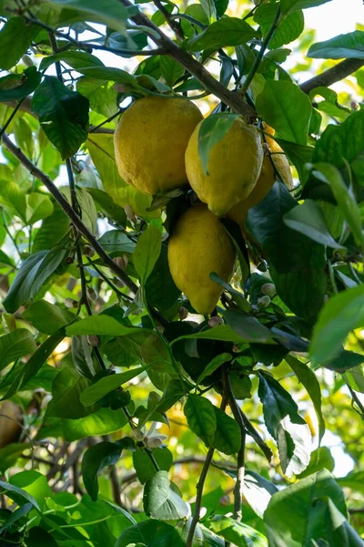 Sebuah Cabang Pohon Lemon Dengan Lemon Kuning Matang Bawah Sinar — Stok Foto