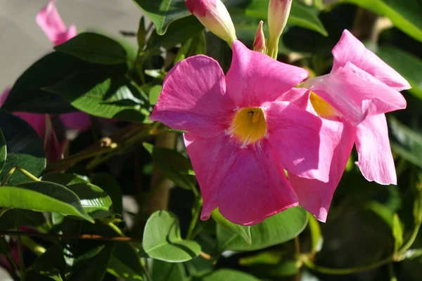 Primer Plano Flores Mandevilla Rosa —  Fotos de Stock
