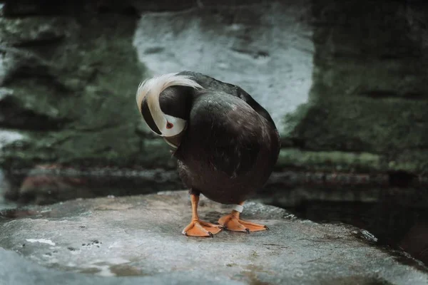 Seattle Bir Hayvanat Bahçesindeki Bir Taşın Üzerine Tünemiş Bir Martıyı — Stok fotoğraf