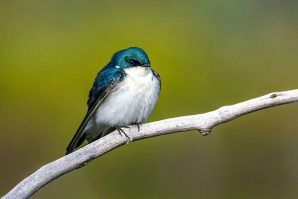 Shallow Focus Shot Beautiful Tiny Swallow Bird Tree Branch — Stock Photo, Image