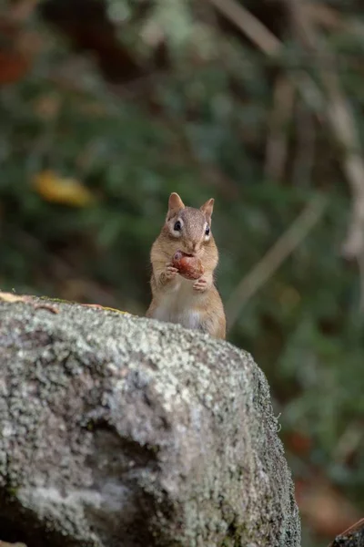 一只小松鼠在岩石上吃坚果的垂直镜头 — 图库照片