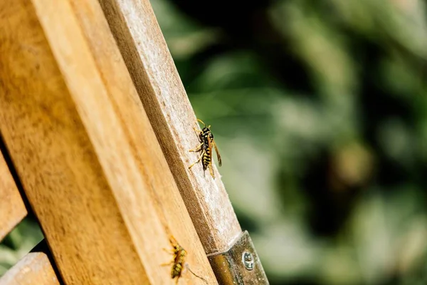 Ahşap Bir Yüzeyde Eşek Arılarının Yakın Plan Görüntüsü — Stok fotoğraf