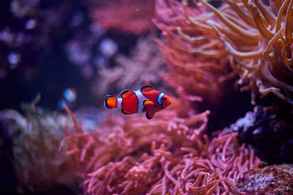 Focus Selettivo Amphiprion Che Nuota Acqua — Foto Stock