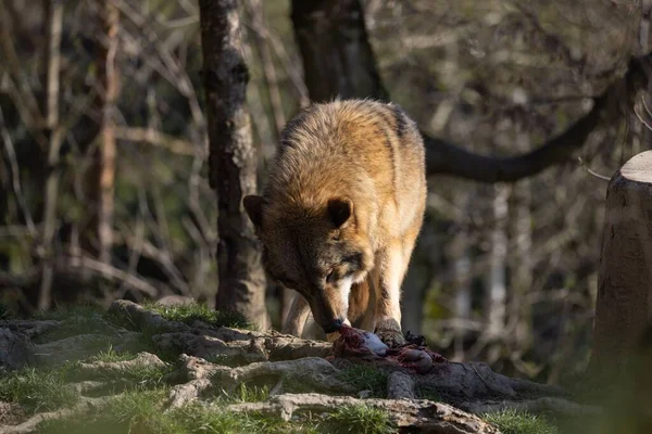 Волк Лесу Днем — стоковое фото