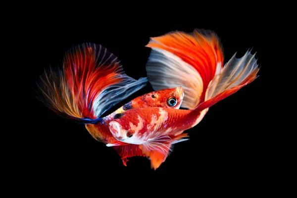 Colorful Siamese Fighting Fish Isolated Dark Background — Stock Photo, Image