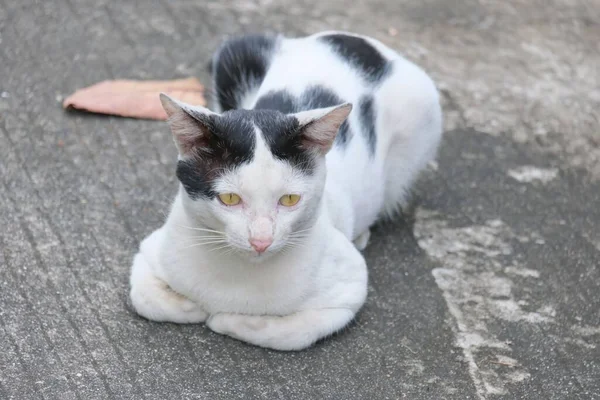 Vit Katt Med Svart Päls Och Gula Ögon Sitter Det — Stockfoto