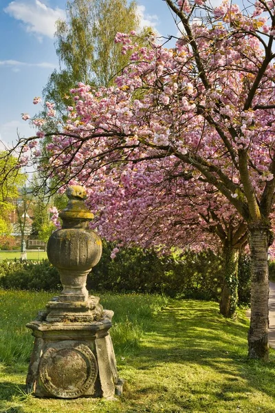 Eine Vertikale Aufnahme Blühender Kirschbäume Park — Stockfoto