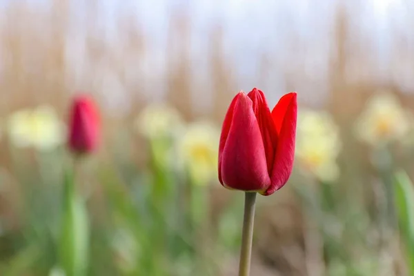 Colpo Fuoco Selettivo Tulipano Rosso Giardino — Foto Stock