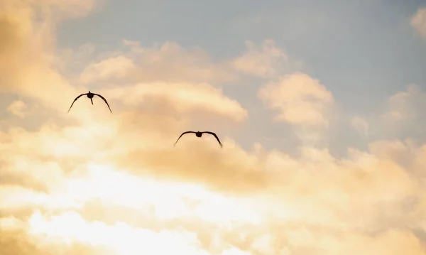 Silhouetten Van Twee Vogels Die Vliegen Wolken Boven Het Alameda — Stockfoto