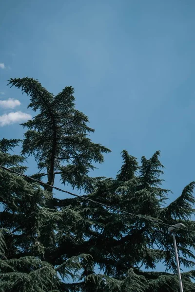 Ένα Πράσινο Δέντρο Μπλε Ουρανό Στο Φόντο — Φωτογραφία Αρχείου