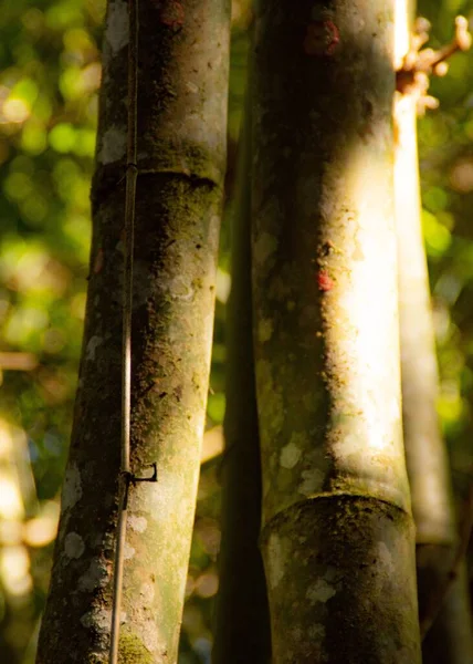 Gros Plan Vertical Chaumes Bambou — Photo