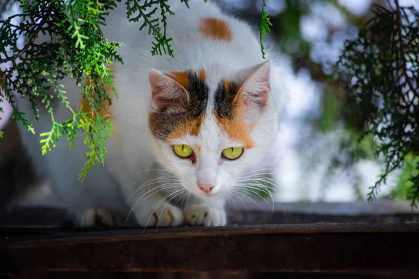 Close Gato Branco Laranja Com Olhos Amarelos Empoleirados Telhado Olhando — Fotografia de Stock