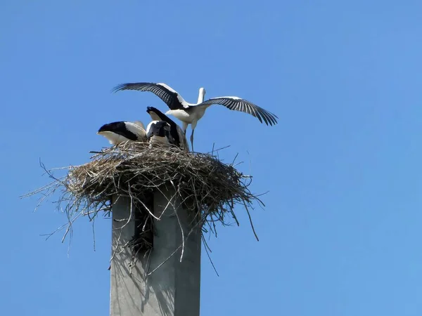 Stork Outstretched Wings Stands Nest Small Storks Concrete Pillar — Stock Photo, Image
