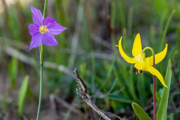 Virágzó Erythronium Tuolumnense Sisyrinchium Bellum Virágok Közelsége — Stock Fotó